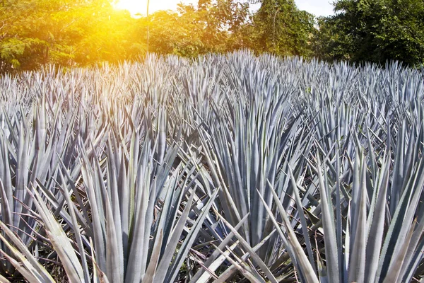 Agave México Día Soleado —  Fotos de Stock