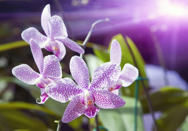 Ramo Orquídea Florescente — Fotografia de Stock