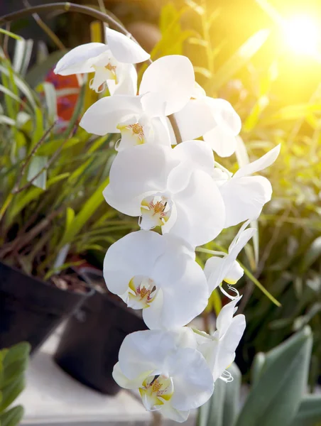 Gren Blommande Orkidé — Stockfoto