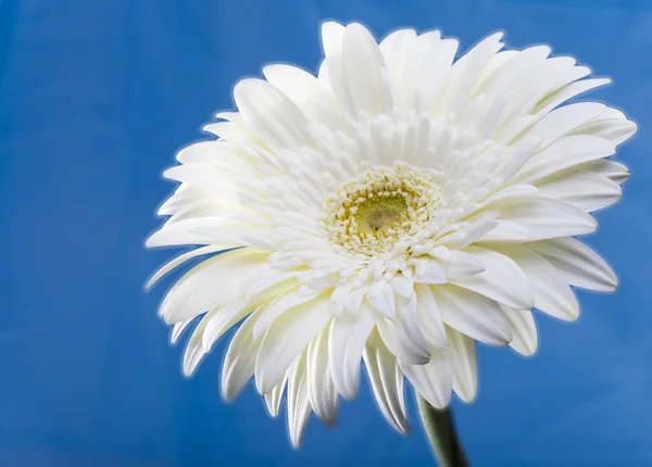 Transvaal Flor Margarita Día Soleado — Foto de Stock