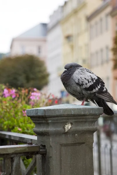 Güvercin Küpeşte Tepla Nehri üzerinde. Karlovy Vary (Carlsbad). Çek Cumhuriyeti