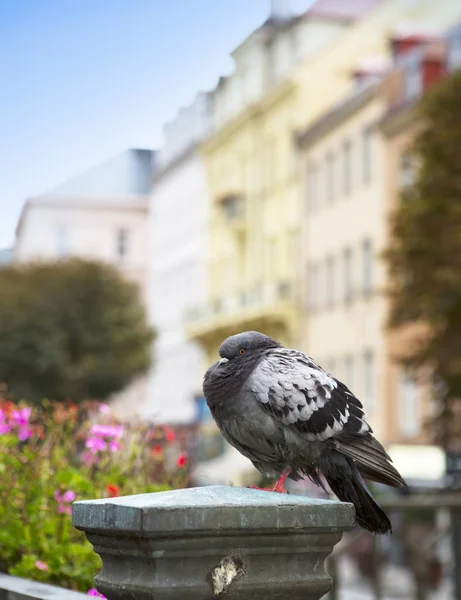 Güvercin Küpeşte Tepla Nehri üzerinde. Karlovy Vary (Carlsbad). Çek Cumhuriyeti