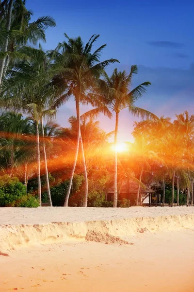 Maldív Szigetek Homokos Strand Palm Tenger Partja — Stock Fotó