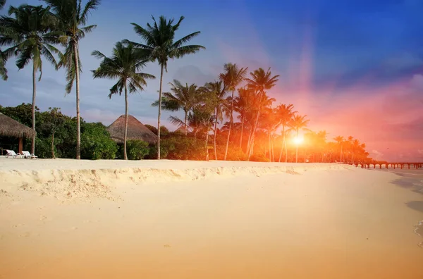 Maldive Una Spiaggia Sabbia Palma Mare — Foto Stock