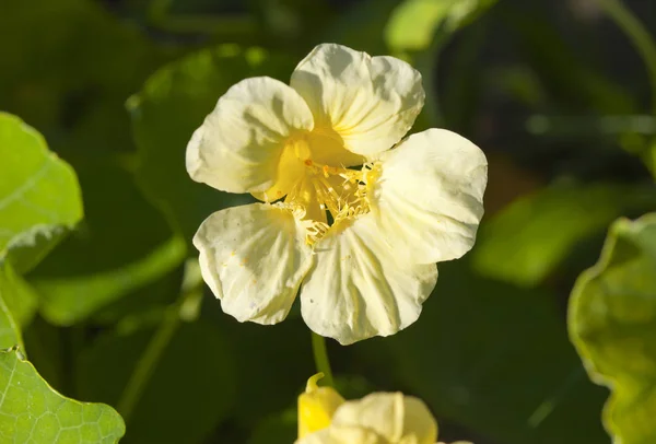 Flores Nastúrcio Agrião Indiano — Fotografia de Stock