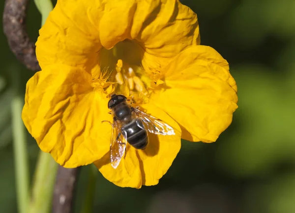 Бджола Квітці Новоутворення — стокове фото