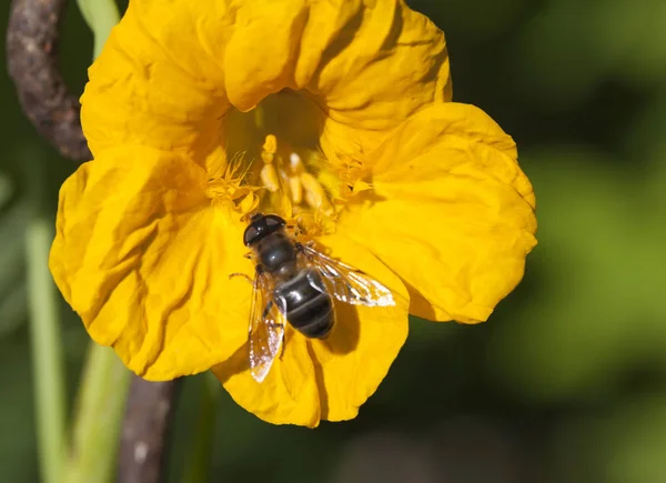 Abeille Sur Une Fleur Nastrution — Photo