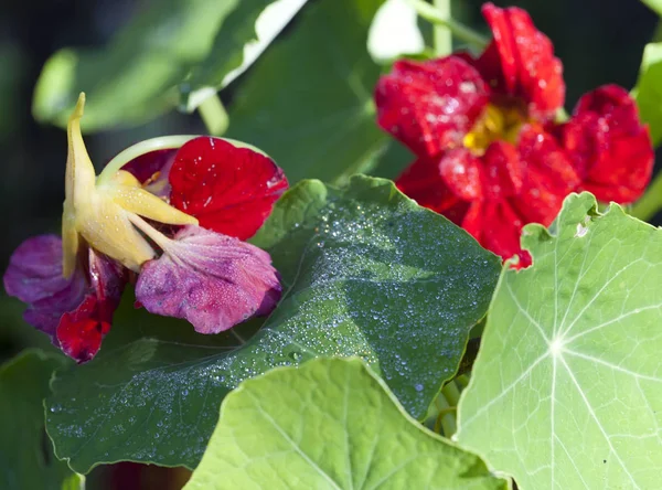 Drops Dew Rain Leaf Flower Nastrution — Stock Photo, Image