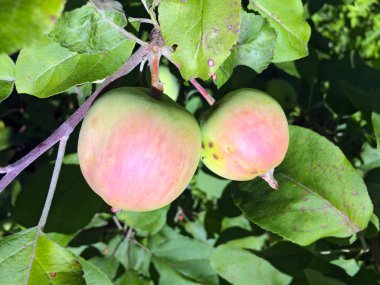 Elma ağacı dallarında elmalar