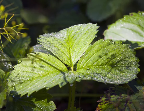 Hoja Fresa Las Gotas Del Rocío Lluvia — Foto de Stock