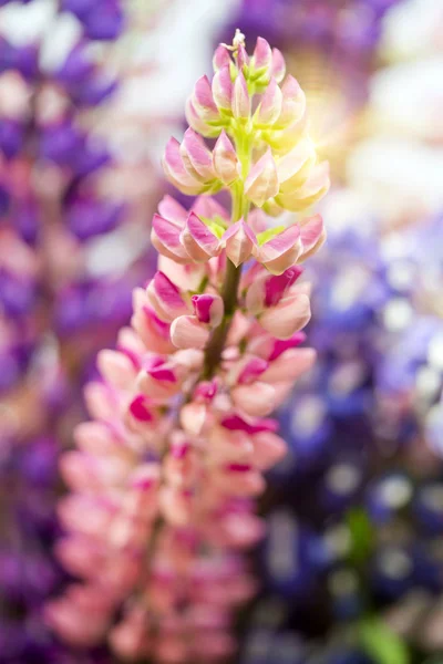 Bouquet Lupines Small Depth Sharpness — Stock Photo, Image