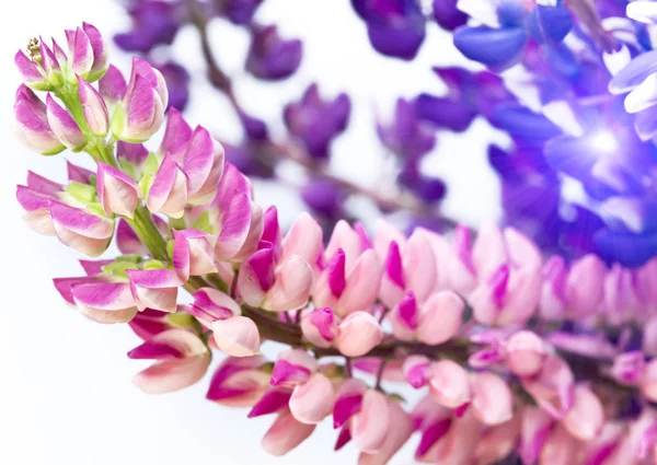 Bouquet Lupines Small Depth Sharpness — Stock Photo, Image