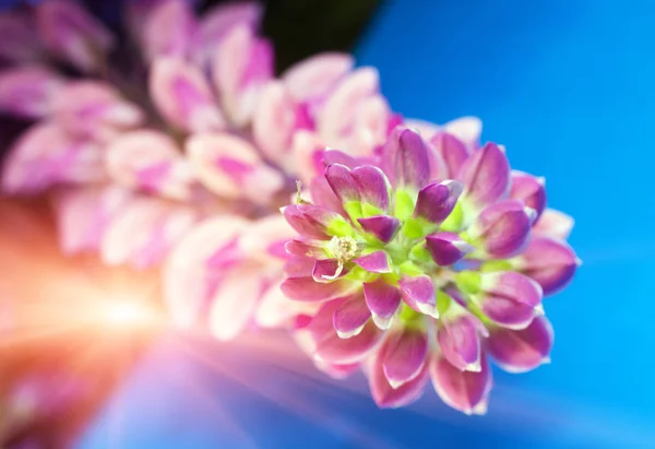 花的花束 锋利的小深度 — 图库照片