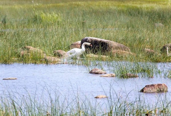 Swan i sjön, i en miljö av ett grönt gräs och sten — Stockfoto