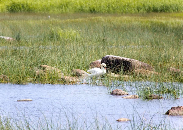 Swan i sjön, i en miljö av ett grönt gräs och sten — Stockfoto