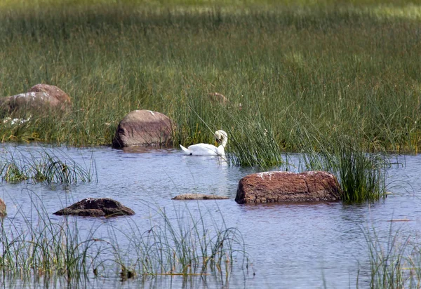 Cisne no lago, em um ambiente de uma grama verde e pedra — Fotografia de Stock