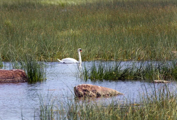 Cisne no lago, em um ambiente de uma grama verde e pedra — Fotografia de Stock