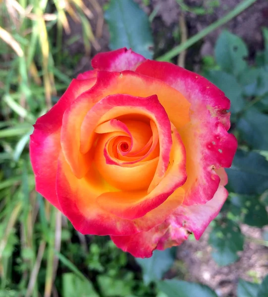 Garden Rose White Background — Stock Photo, Image