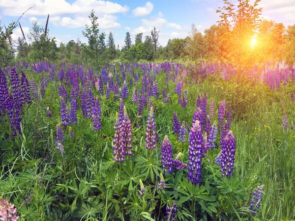 Gebied van lupine close-up in zonnige dag — Stockfoto