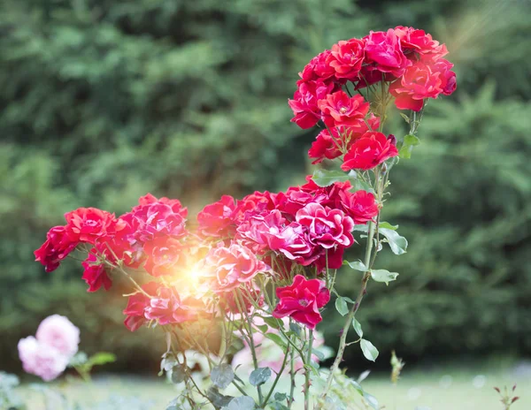 Ogród różany z bliska w słoneczny dzień — Zdjęcie stockowe