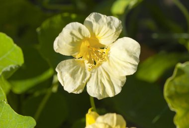 Nasturtium (Hint tere) çiçekler