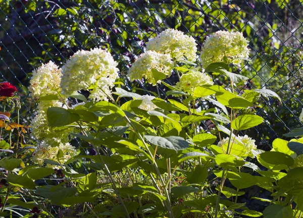 Hydrangea Flower Sunny Day — Stock Photo, Image