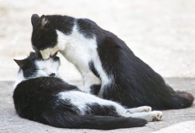 İki dost kedi yaz günü içinde öpüşme