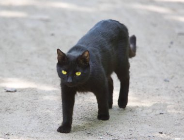 Kara kedi roa gider