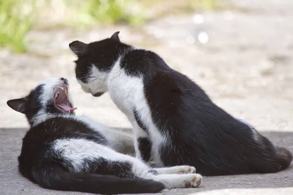 Dois Gatos Amigáveis Beijando Dia Verão — Fotografia de Stock