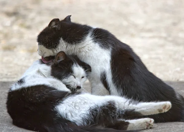 Två Vänliga Katter Kyssar — Stockfoto