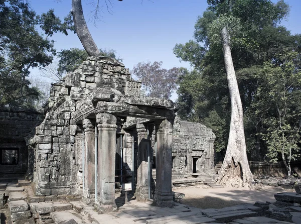 Преах Хан Переводится Священный Меч Деревья Руины Храма Siem Reap — стоковое фото
