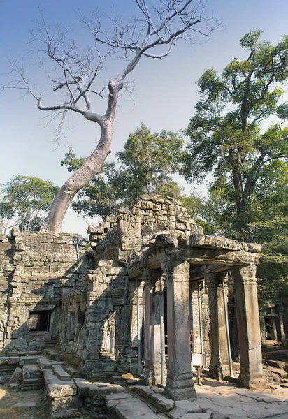 Preah Khan Traduce Como Una Espada Sagrada Árboles Ruinas Del —  Fotos de Stock