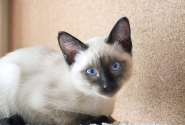 Genç kedi, yavru kedi Siam oryantal doğurmak, bobtail Mekong