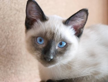 Genç kedi, yavru kedi Siam oryantal doğurmak, bobtail Mekong