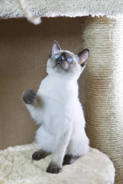 Kattungen Leker Med Båge — Stockfoto