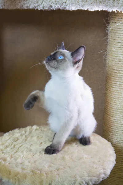 Gato Joven Gatito Siam Grupo Oriental Mekong Bobtail — Foto de Stock