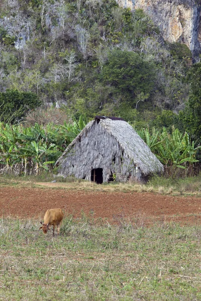 Καλύβα Στο Πεδίο Στην Κούβα Vinales Κοιλάδα — Φωτογραφία Αρχείου