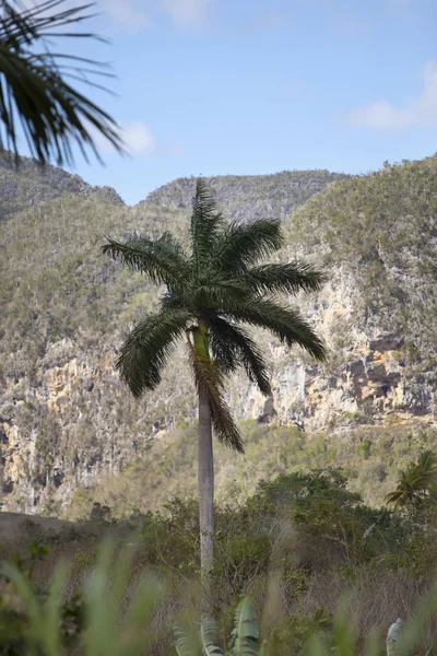 Kuba Tropická Povaha Údolí Vinales — Stock fotografie