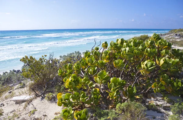 Praias Arenosas Mar Caribe Guarda Sóis Ilha Cayo Largo Cuba — Fotografia de Stock