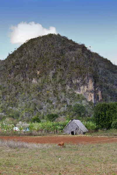 Hut Polu Kuba Dolina Vinales — Zdjęcie stockowe