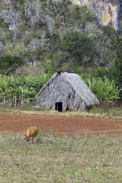 Hut Field Cuba Vinales Valley — Stock Photo, Image