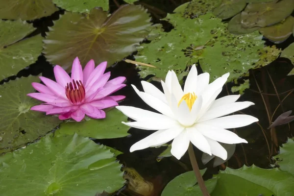 Ruisseau Avec Les Lotus Florissants — Photo