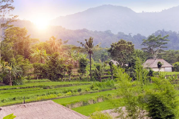 水稻梯田和山脉的全景 印度尼西亚 巴厘岛 — 图库照片
