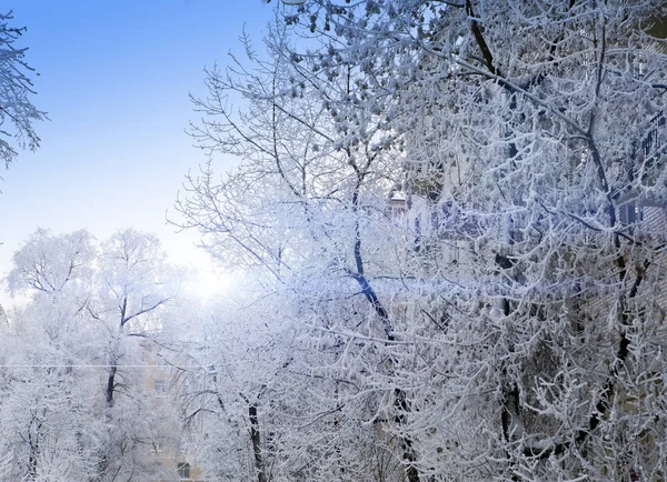 Neve Coberto Ramos Árvore — Fotografia de Stock