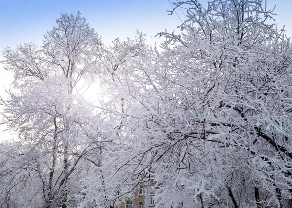 Сніг Покритий Гілками Дерева — стокове фото