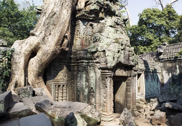 Árbol Selva Que Cubre Las Piedras Del Templo Prohm Angkor —  Fotos de Stock