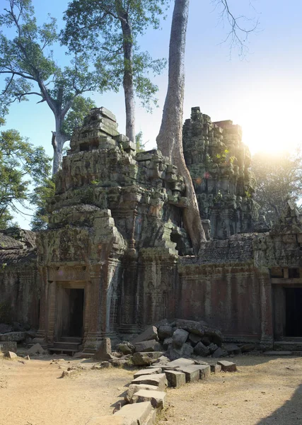 Дерево Покрывающее Камни Руин Искушения Xii Век Ангкор Вате Фам — стоковое фото