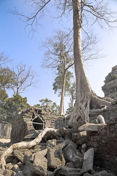 Árbol Selva Que Cubre Las Piedras Las Ruinas Del Templo — Foto de Stock