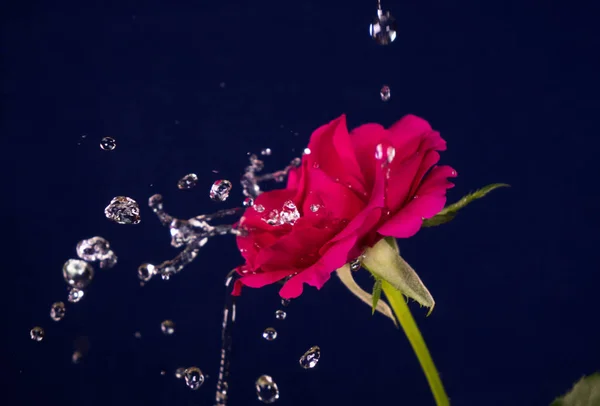 Día San Valentín Rosa Salpicadura Agua —  Fotos de Stock