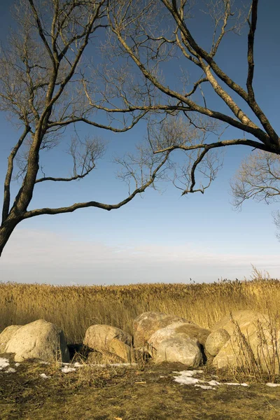 Trees Foliage Have Bent Boulders Dry Can — Stock Photo, Image